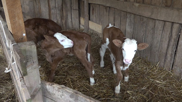 Редак случај у сточарству, домаћини пресрећни: Брезуља отелила три телета